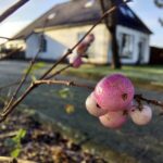 fotoalbum_boerderij_23