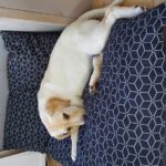 fotoalbum_dieren_10