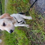fotoalbum_dieren_11