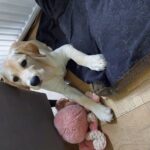 fotoalbum_dieren_14