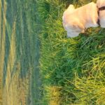 fotoalbum_dieren_16