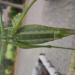 fotoalbum_dieren_18