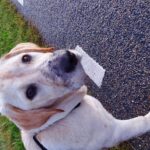 fotoalbum_dieren_19