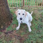 fotoalbum_dieren_20