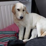 fotoalbum_dieren_22