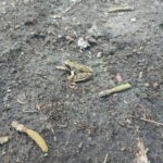 fotoalbum_dieren_8