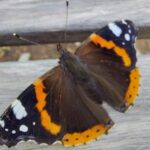 fotoalbum_dieren_9
