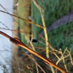 fotoalbum_omgeving_13