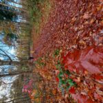 fotoalbum_omgeving_4