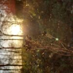 fotoalbum_omgeving_62