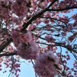 fotoalbum_tuin_11