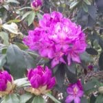 fotoalbum_tuin_12