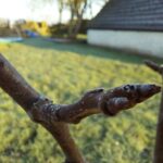 fotoalbum_tuin_16