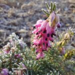fotoalbum_tuin_18