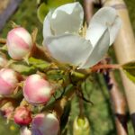 fotoalbum_tuin_49