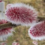 fotoalbum_tuin_54