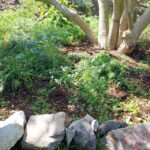 fotoalbum_tuin_60