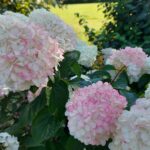 fotoalbum_tuin_61