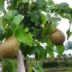 fotoalbum_tuin_62