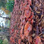 fotoalbum_tuin_66